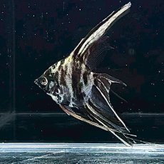 画像3: ベールテール　マーブルエンゼル 　Mサイズ　1匹 (3)