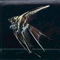 画像2: ベールテール　マーブルエンゼル 　Mサイズ　1匹 (2)