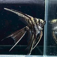 画像1: ベールテール　マーブルエンゼル 　Mサイズ　1匹 (1)