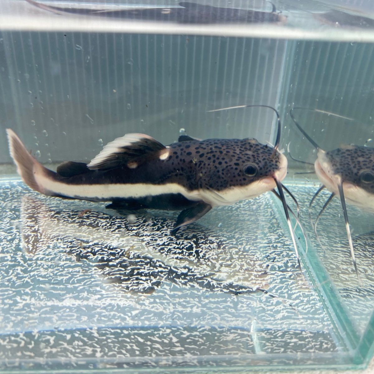 画像4: レッドテールキャット　30cm±　1匹　送料無料 (4)