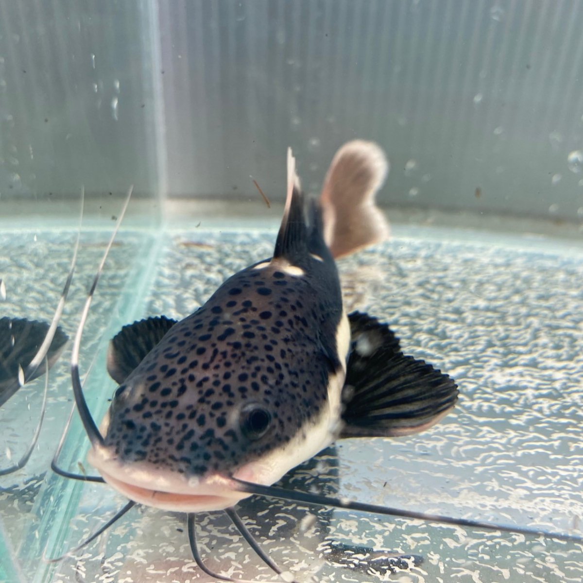 画像3: レッドテールキャット　30cm±　1匹　送料無料 (3)