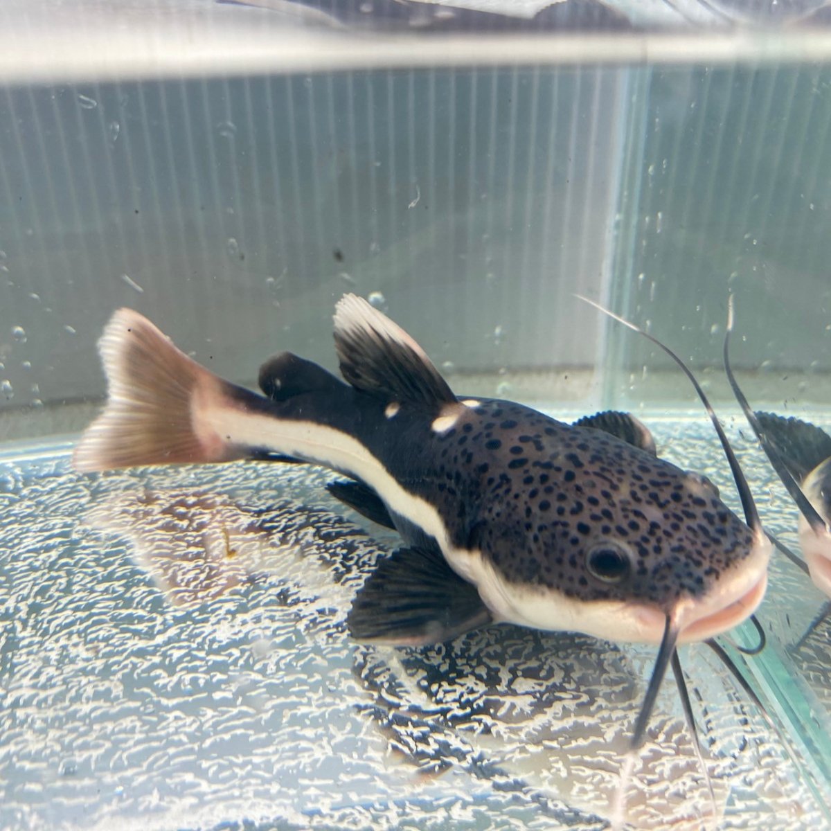 画像2: レッドテールキャット　30cm±　1匹　送料無料 (2)