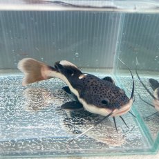 画像5: レッドテールキャット　30cm±　1匹　送料無料 (5)