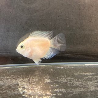 シルバー エンゼルフィッシュ Mサイズ 1匹 - 不二熱帯魚