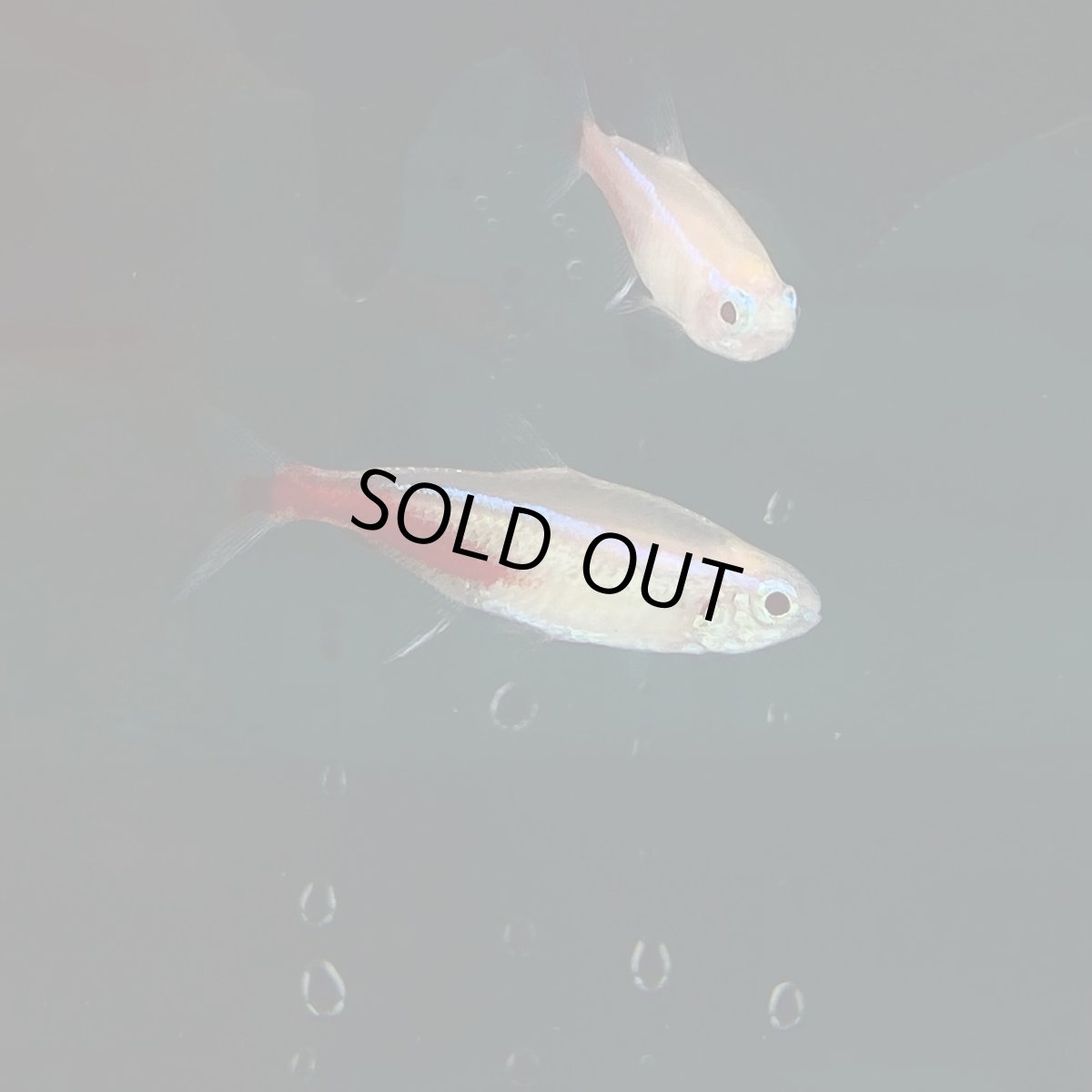 画像4: アルビノネオンテトラ　Mサイズ (4)