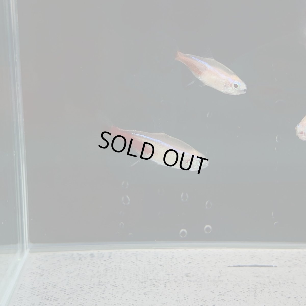 画像3: アルビノネオンテトラ　Mサイズ (3)