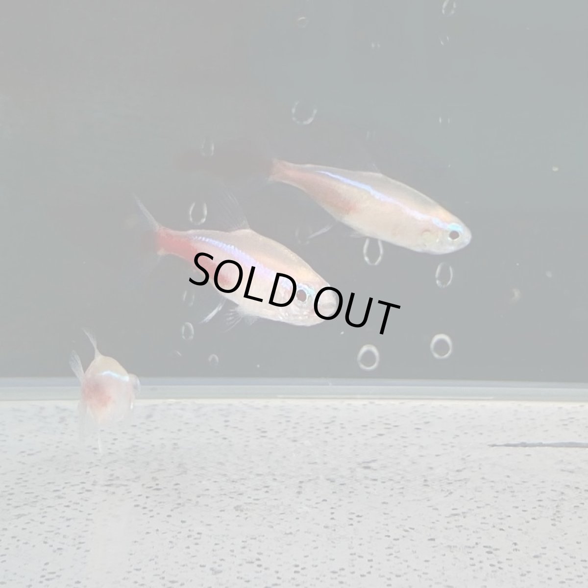 画像1: アルビノネオンテトラ　Mサイズ (1)