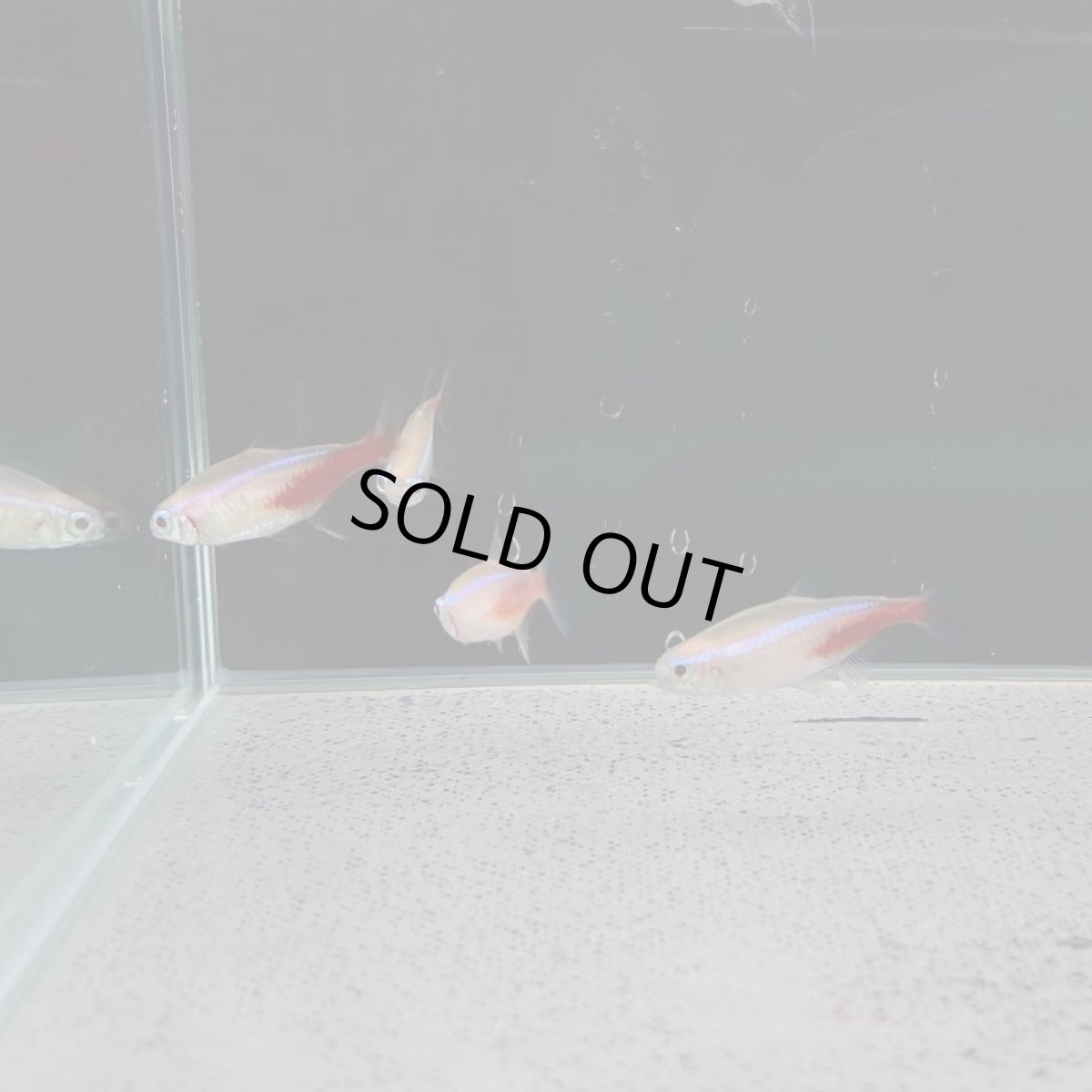 画像2: アルビノネオンテトラ　Mサイズ (2)