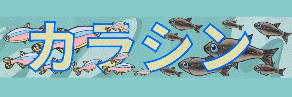 熱帯魚プラティ様 リクエスト 2点 まとめ商品 Amazon | （熱帯魚）ベタ・ハーフムーンプラカット 現地セレクト