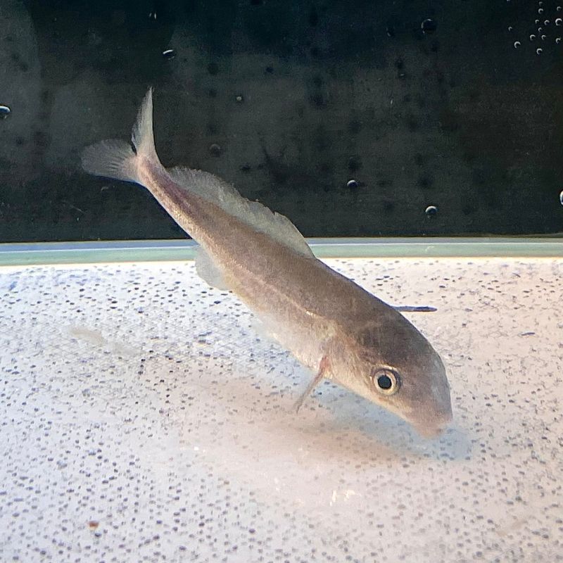 ドルフィンモルミルス 4cm± - 不二熱帯魚