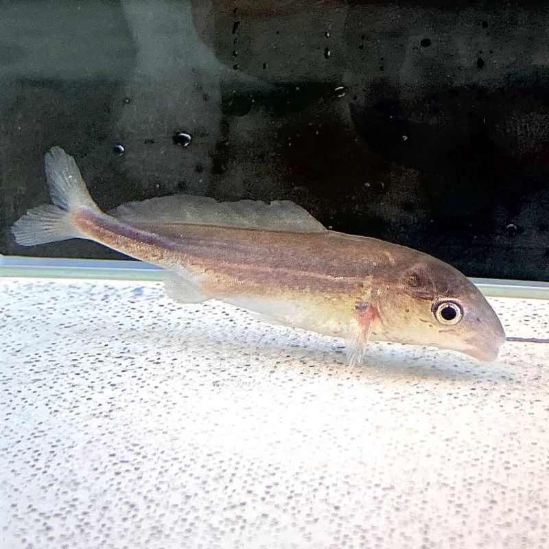 ドルフィンモルミルス 4cm± - 不二熱帯魚