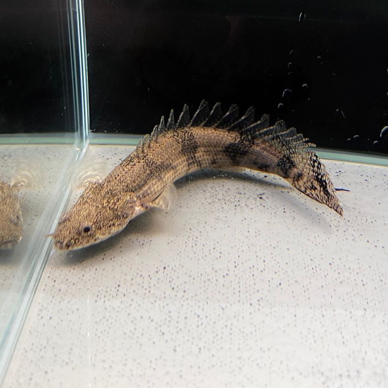 ポリプテルス・エンドリケリー 20cm± - 不二熱帯魚