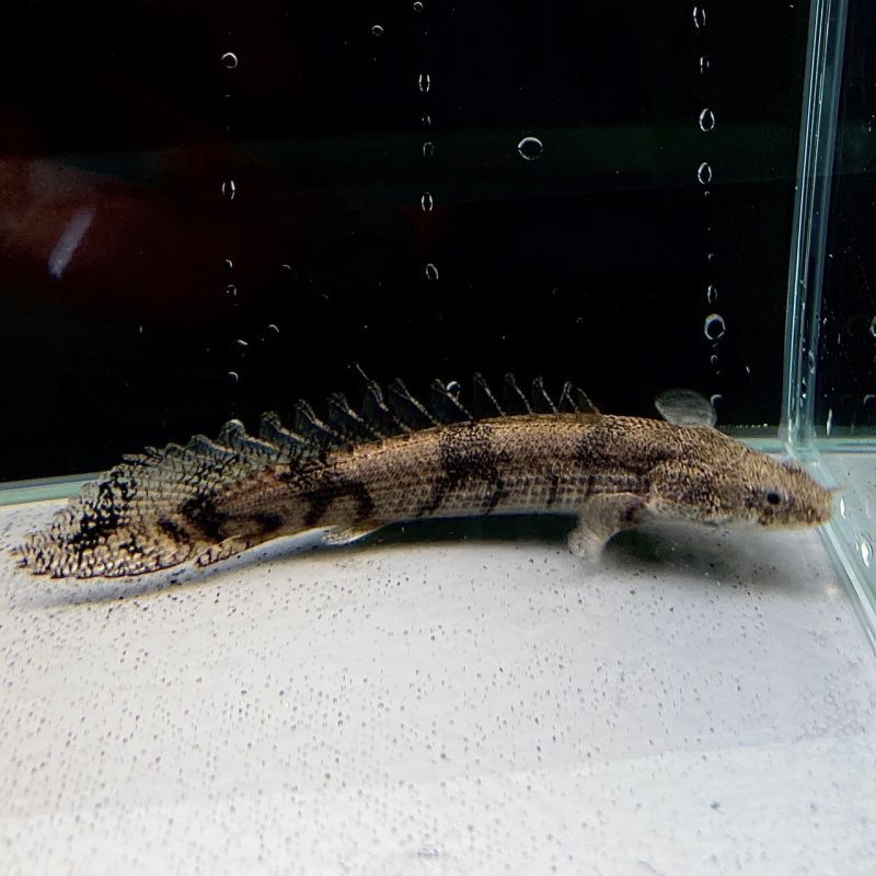 ポリプテルス・エンドリケリー 20cm± - 不二熱帯魚