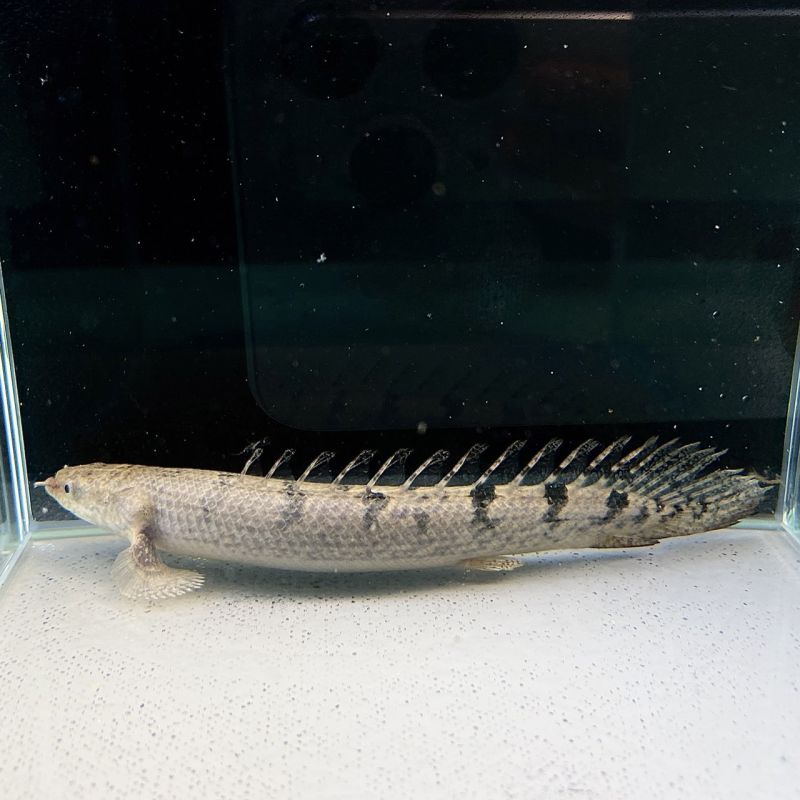 ポリプテルス・デルヘッジ 18cm± - 不二熱帯魚