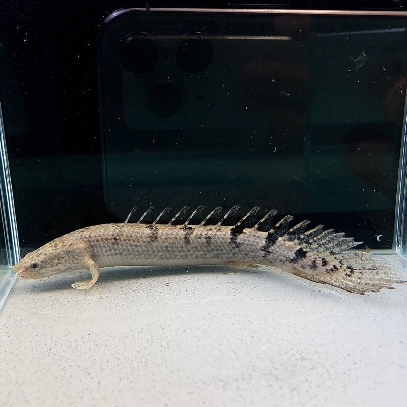 ポリプテルス・デルヘッジ 18cm± - 不二熱帯魚