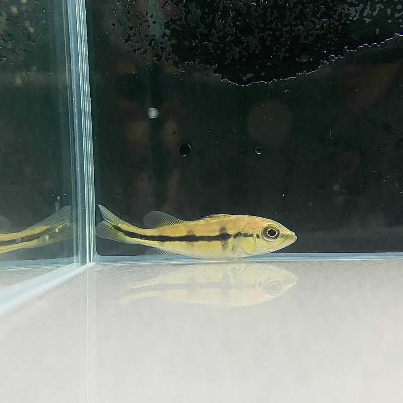 キクラ・ピクティ 13~15cm - 不二熱帯魚