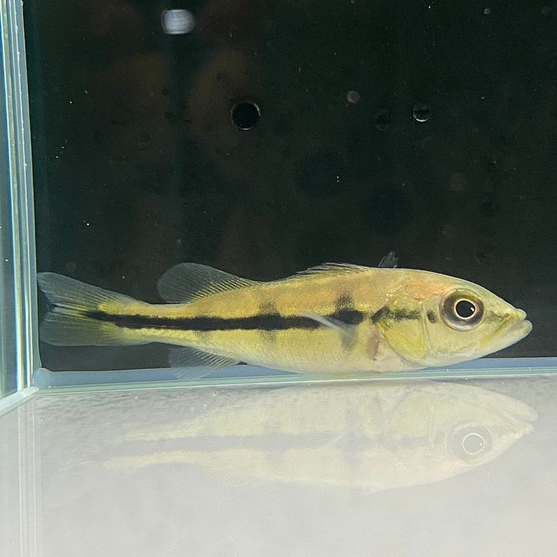 キクラ・ピクティ 13~15cm - 不二熱帯魚