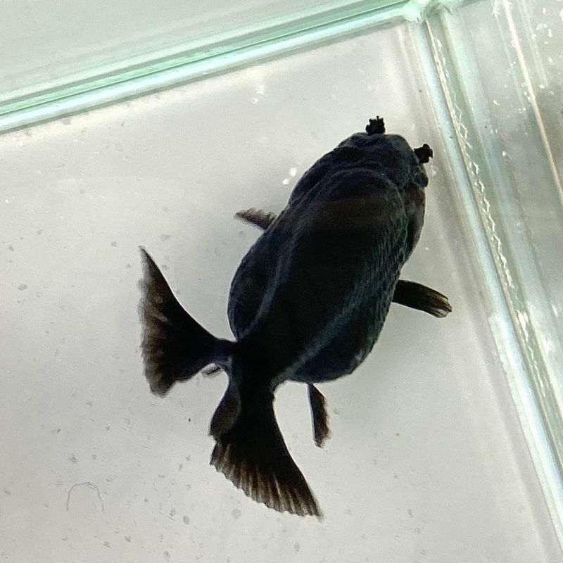 黒らんちゅう 4cm＋ - 不二熱帯魚