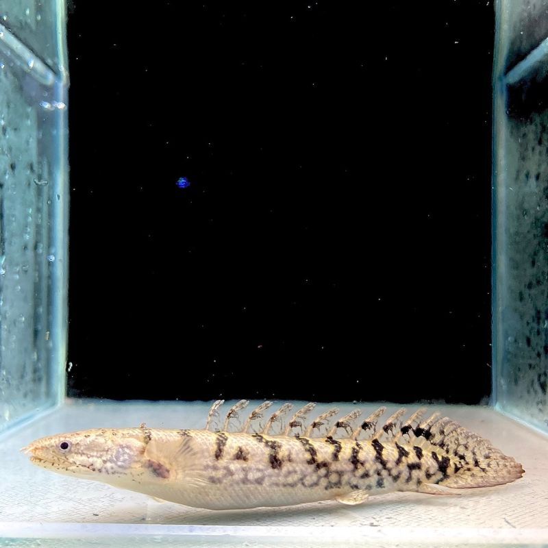 ポリプテルス・デルヘッジ・クオリティーバンド 6cm± - 不二熱帯魚