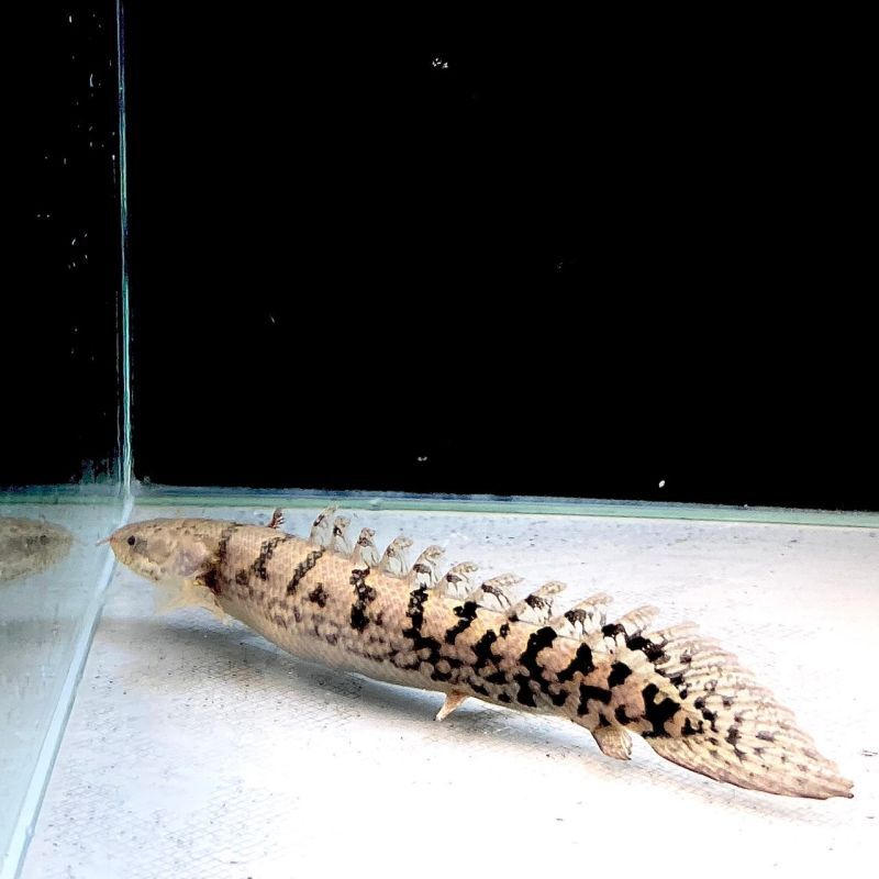 ポリプテルス・デルヘッジ・クオリティーバンド 10cm 1匹 - 不二熱帯魚