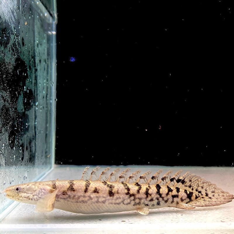 ポリプテルス・デルヘッジ・クオリティーバンド 6cm± - 不二熱帯魚