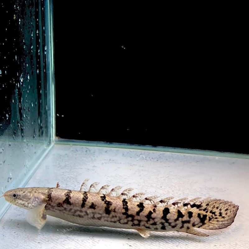 ポリプテルス・デルヘッジ・クオリティーバンド 6cm± - 不二熱帯魚