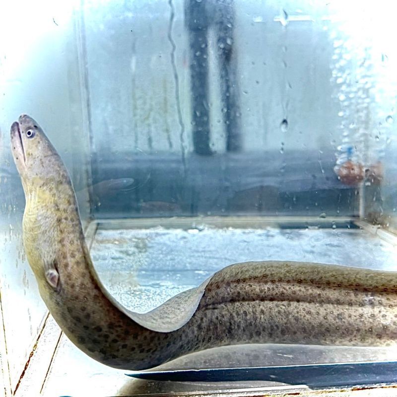 淡水ウツボ 30cm＋ - 不二熱帯魚