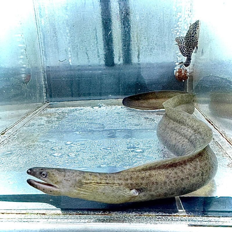 淡水ウツボ 30cm＋ - 不二熱帯魚