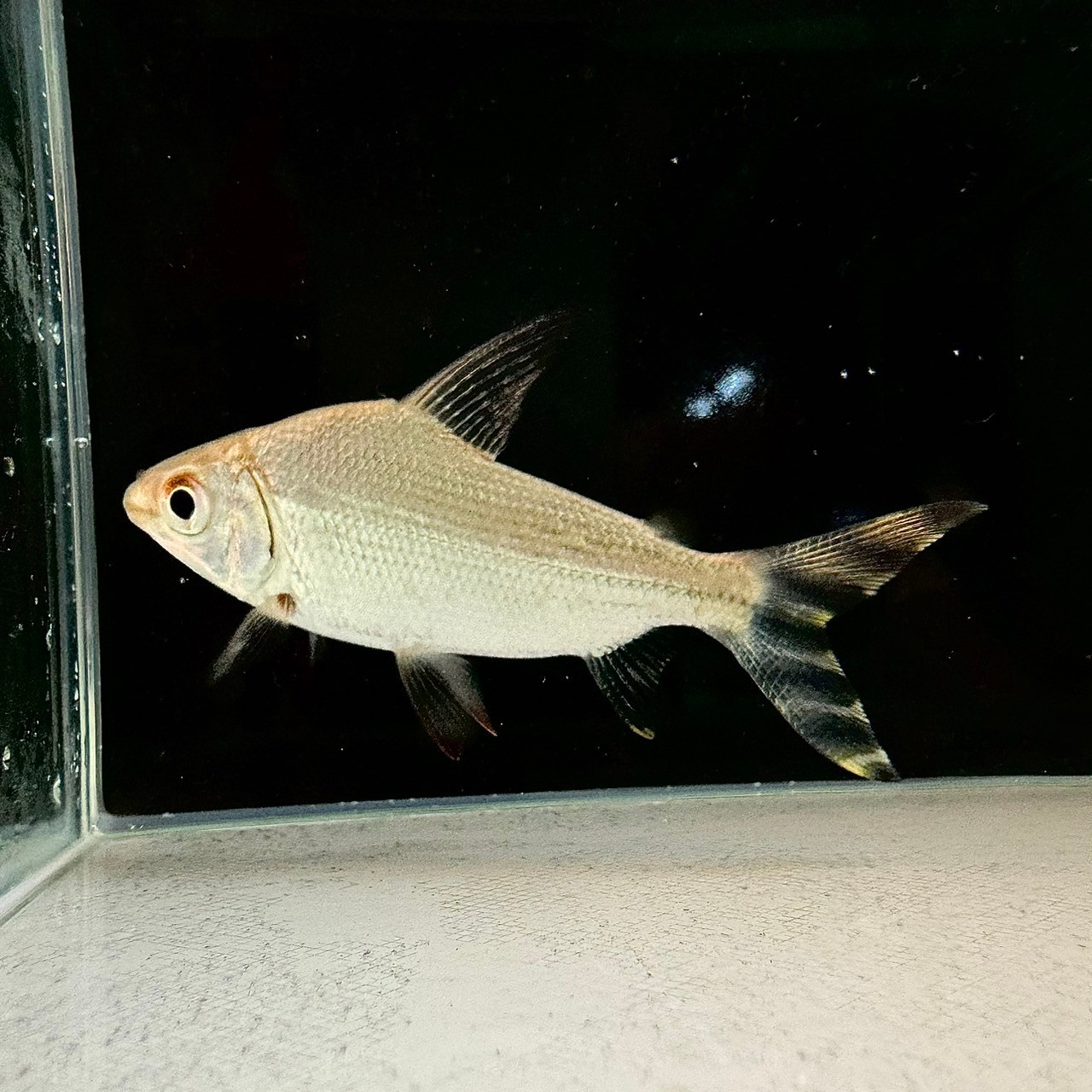 カラープロキロダス（イエロー） 7cm± - 不二熱帯魚