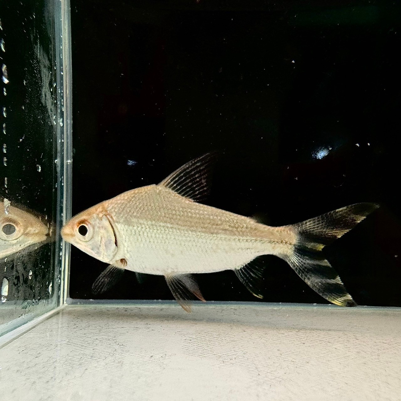 カラープロキロダス（イエロー） 7cm± - 不二熱帯魚