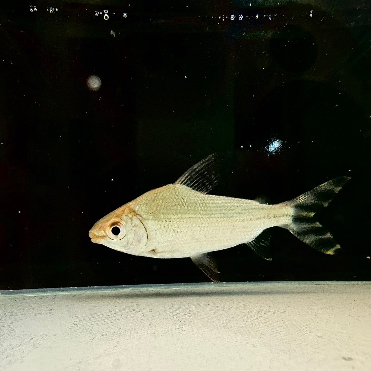 カラープロキロダス（イエロー） 7cm± - 不二熱帯魚