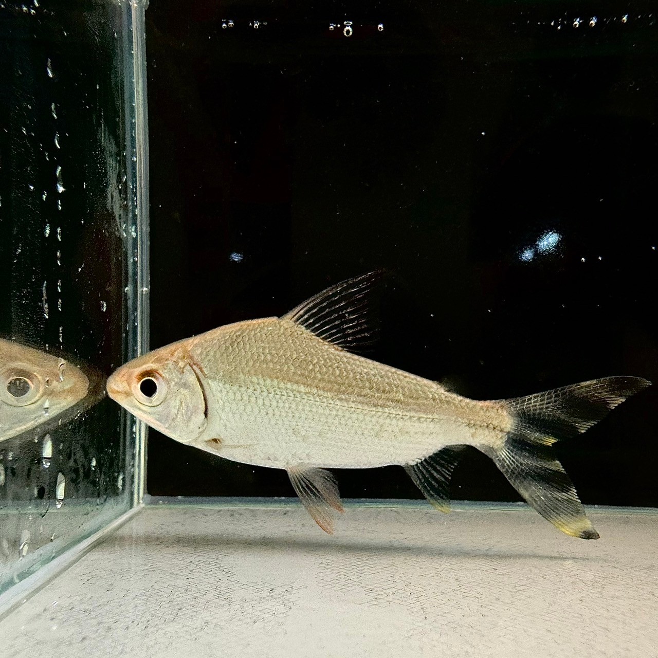 カラープロキロダス（イエロー） 7cm± - 不二熱帯魚