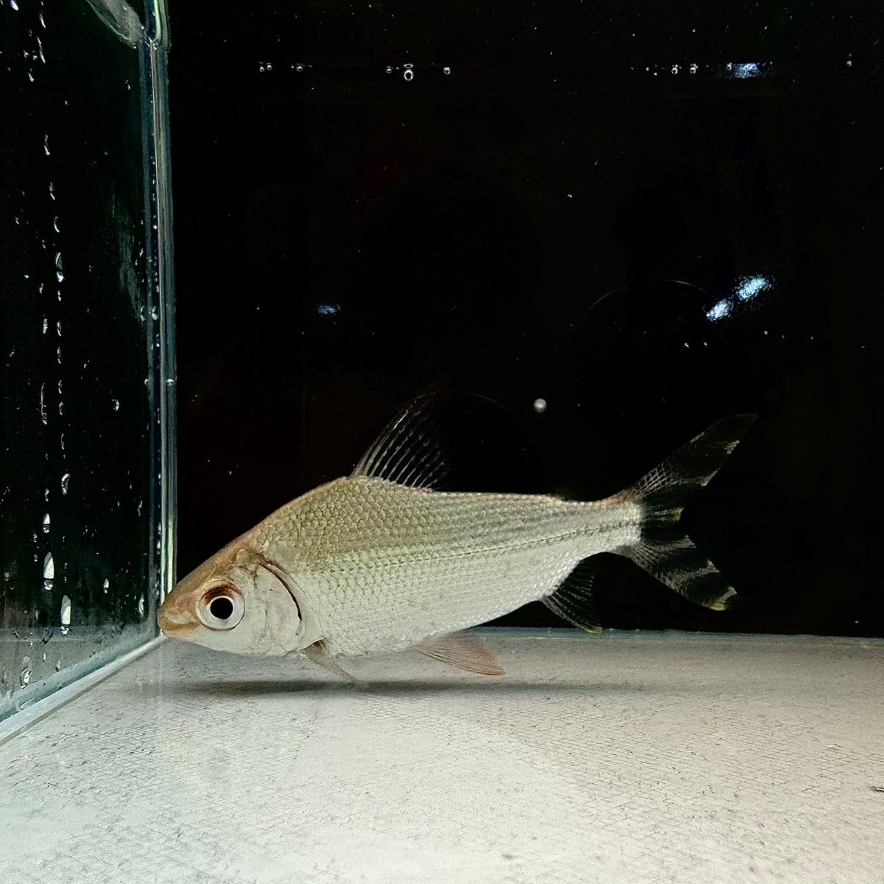 カラープロキロダス（イエロー） 7cm± - 不二熱帯魚