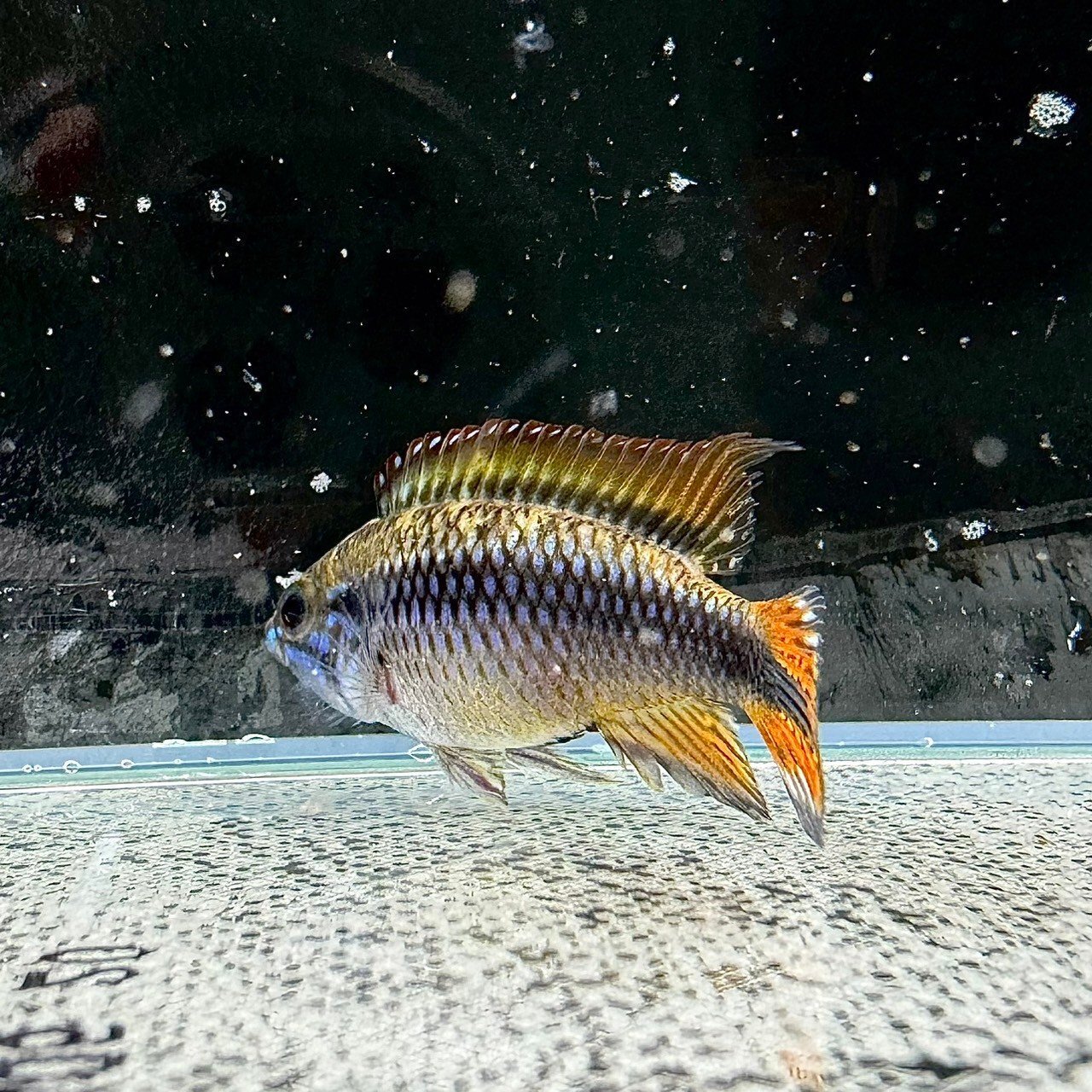 アピストグラマ・アガシジィ 2.5cｍ＋ 1匹 - 不二熱帯魚