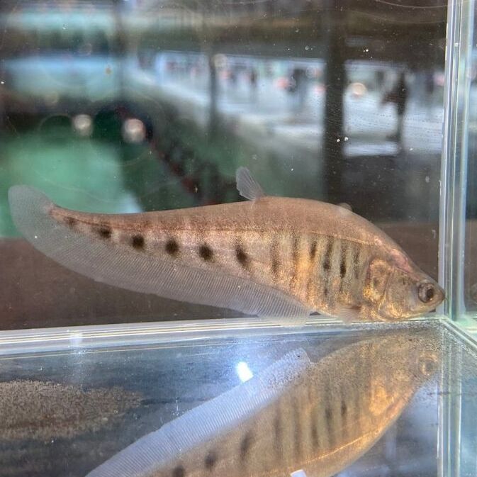 クラウンナイフフィッシュ 10cm＋ - 不二熱帯魚